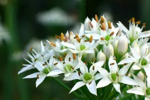 韭菜花可以生吃吗