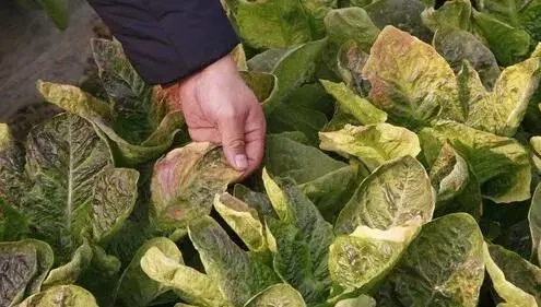 春季温室蔬菜真菌性病害的发生特点及防治