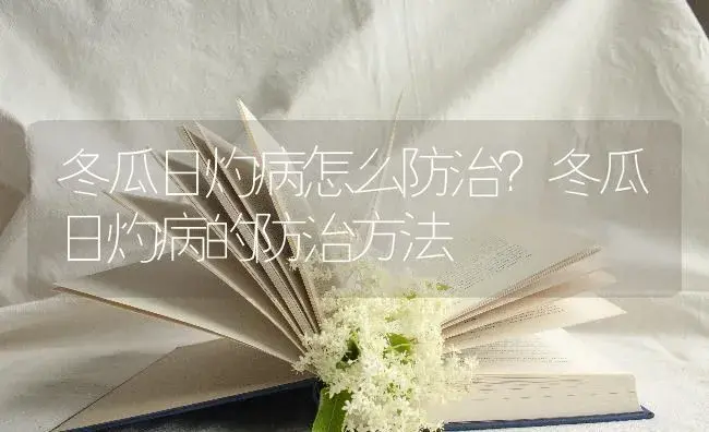 冬瓜日灼病怎么防治？冬瓜日灼病的防治方法 | 蔬菜种植