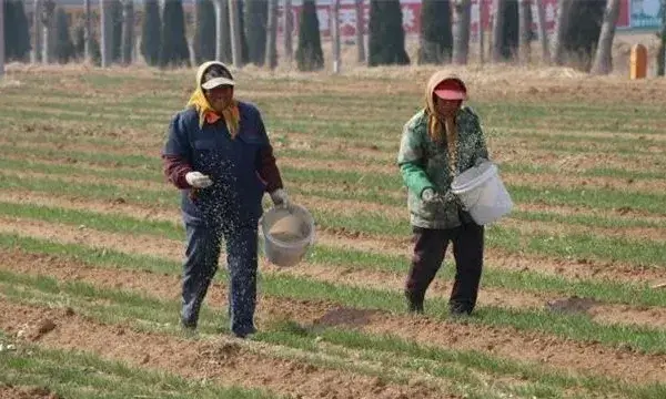 冬小麦如何施肥？什么时候施肥好