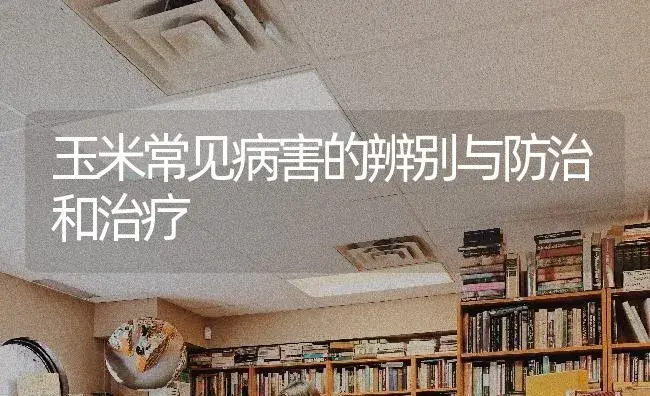 玉米常见病害的辨别与防治和治疗 | 蔬菜种植