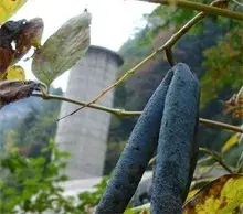 猫屎瓜可以人工种植吗