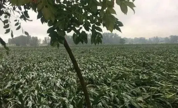 大雨大风后，玉米倒伏怎么办？玉米地被淹怎样处理减少损失？