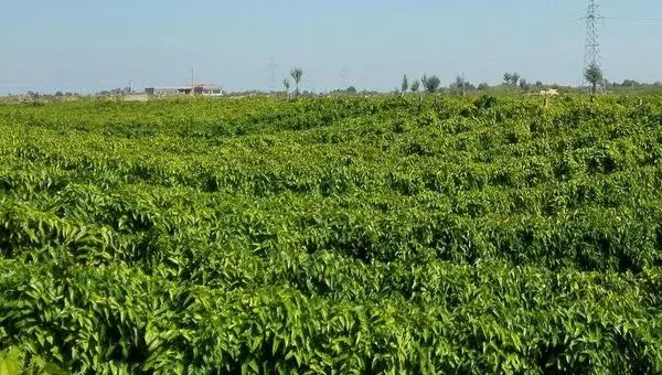 山药豆种植技术大全