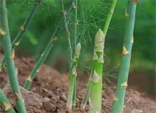 芦笋种植时间和环境条件