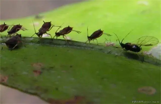 芥蓝的常见病害防治和治疗