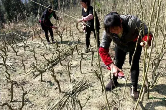 桑树冬天修剪的时间和对策