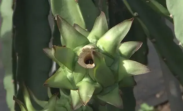 遂溪红心火龙果和沙虫探秘