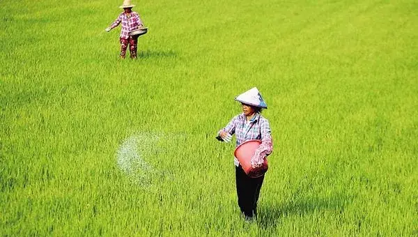 水稻复合肥哪种比较好 水稻追肥的最佳时间