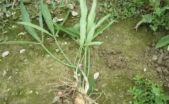 半夏种植技术，附病虫害防治方法