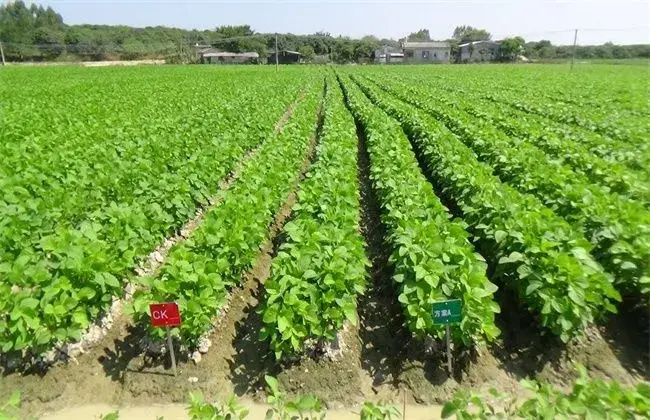 毛豆的田间管理技术