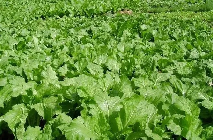 蔬菜栽培怎样应对持续雨水？专家来支招