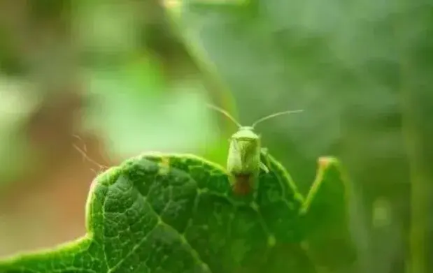 高抗性害虫用药配方