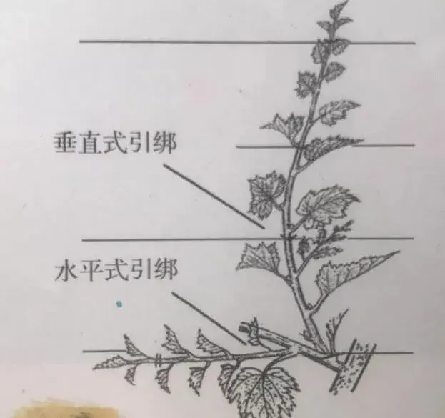 葡萄抹芽、定梢、摘心、绑蔓技术(图解)