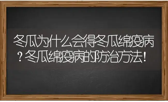 冬瓜为什么会得冬瓜绵疫病？冬瓜绵疫病的防治方法！ | 蔬菜种植