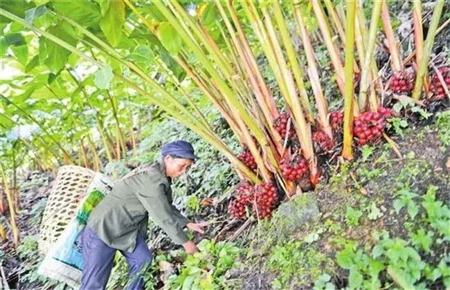 草果的栽培办法