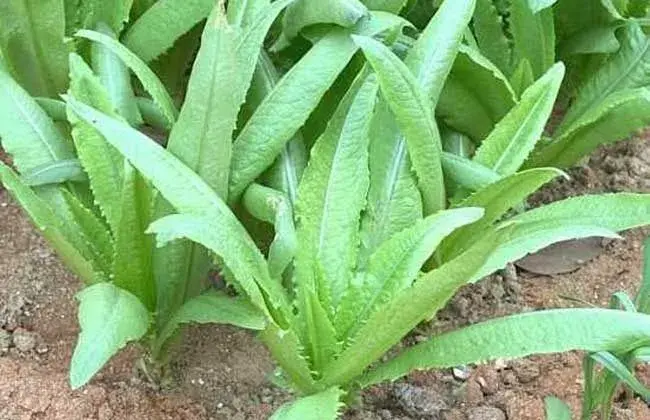 油麦菜的栽培时间与对策