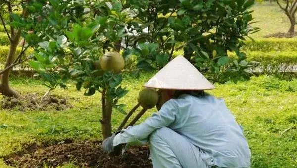 柚子施肥方法和时间