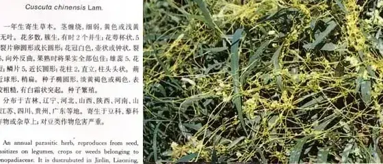 旋花科杂草