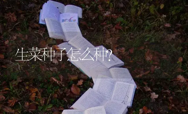 生菜种子怎么种？ | 蔬菜种植