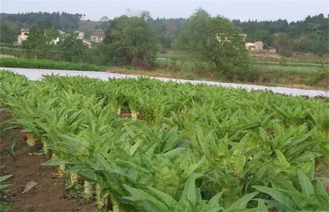 莴笋施肥技术