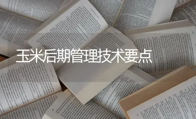 玉米后期管理技术要点 | 蔬菜种植