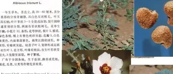 锦葵科杂草