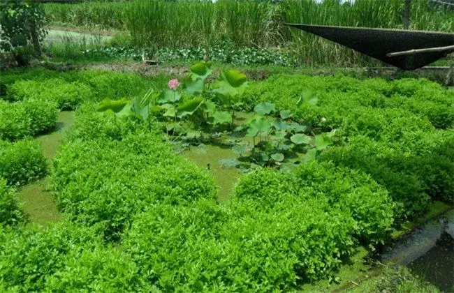 水芹的栽培措施