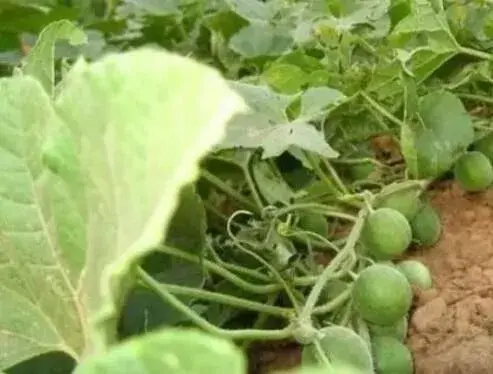 一年生草本植物马泡瓜能解酒吗？有哪些功效和作用？怎么吃才能发挥效果？