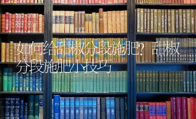 如何给甜椒分段施肥？甜椒分段施肥小技巧 | 蔬菜种植