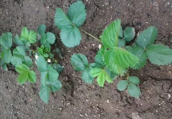 草莓怎样分株繁育?草莓分株繁育的优缺点