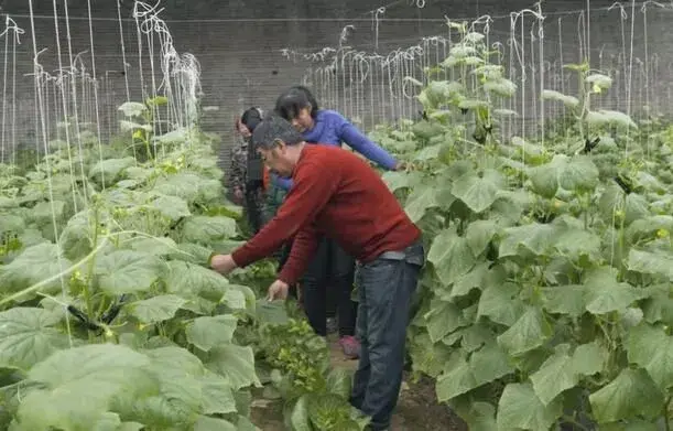 黄瓜疏果下狠手