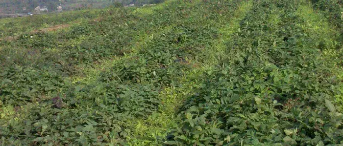 山东适合种植什么药材