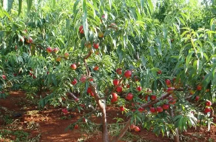 棚室桃树种植管理技术要点