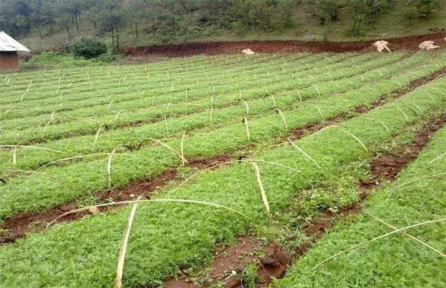 怎样栽培玛卡