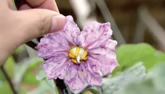 如何防治茄子紫花病？