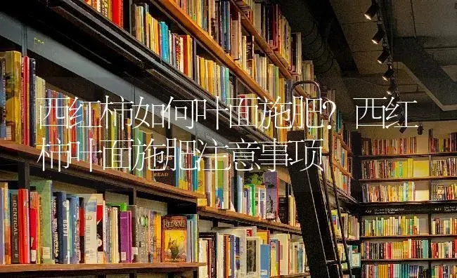 西红柿如何叶面施肥？西红柿叶面施肥注意事项 | 蔬菜种植