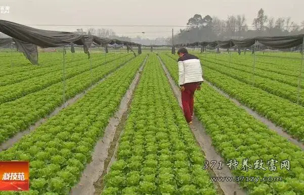 生菜栽培一年轻松种五茬越种越科学