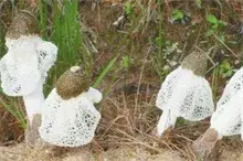 “菌中皇后”竹荪在奉化竹林培植成功