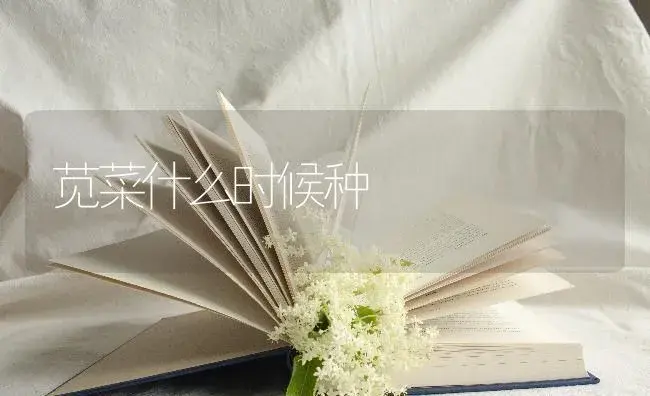 苋菜什么时候种 | 蔬菜种植