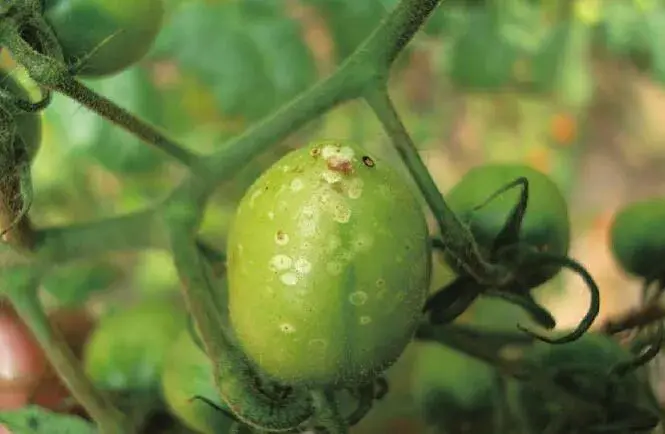 番茄烂秆死棵 细菌性溃疡病咋防治和治疗