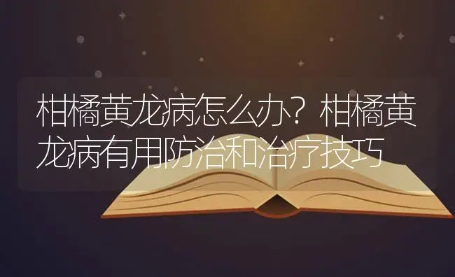 柑橘黄龙病怎么办？柑橘黄龙病有用防治和治疗技巧 | 蔬菜种植