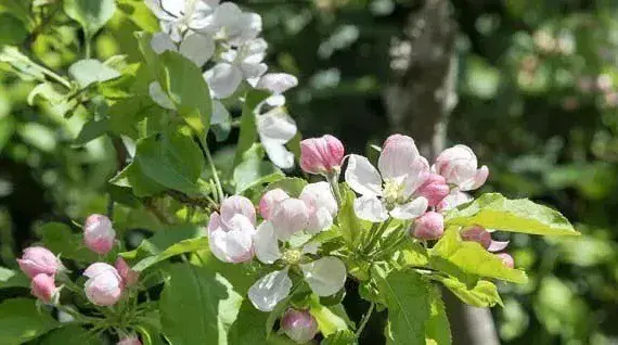 苹果树开花后多少天可以追肥？