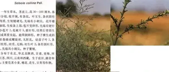 藜科杂草