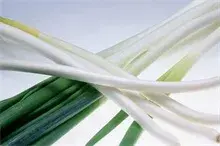 元藏大葱高产的栽培技术