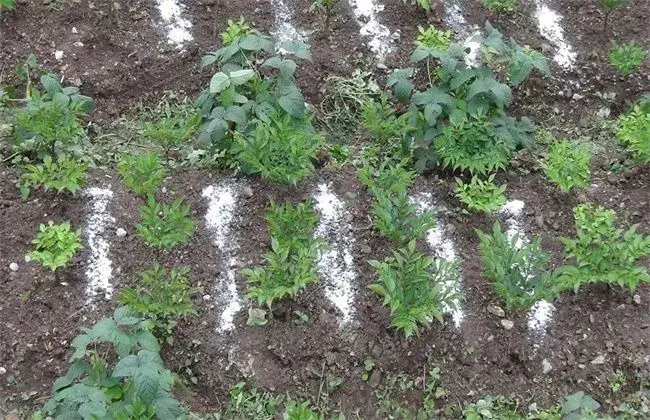 魔芋的施肥技术