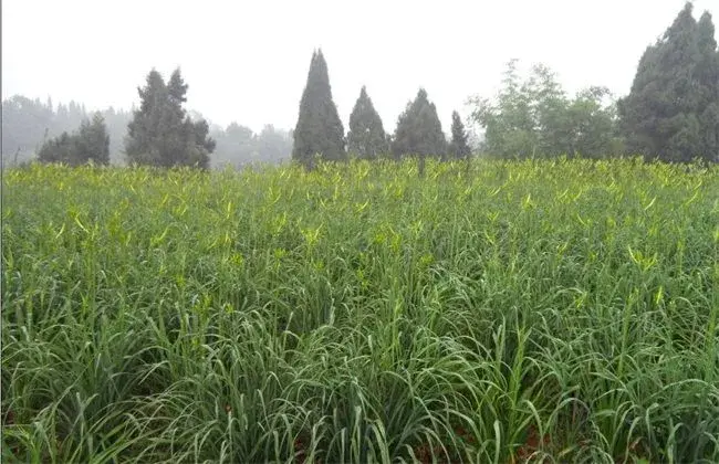 黄花菜高产的施肥办法