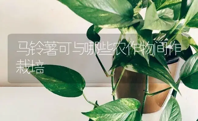 马铃薯可与哪些农作物间作栽培 | 蔬菜种植