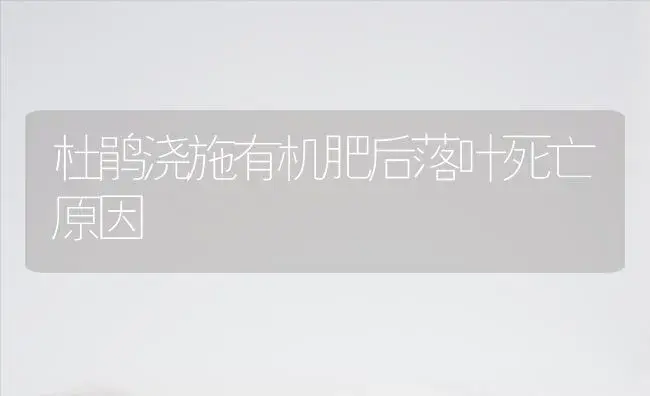 杜鹃浇施有机肥后落叶死亡原因 | 植物肥料