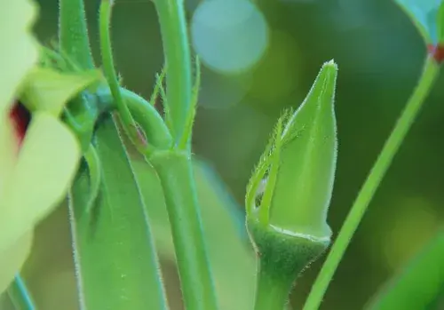 2019年种植秋葵赚钱吗？前景如何？